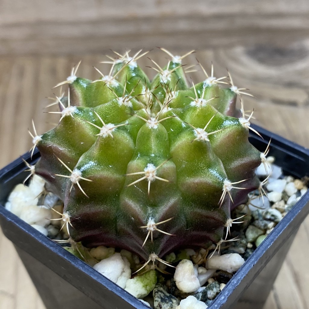 SH26298 Gymnocalycium mihanovichii 'Neon', seedling - Image 2