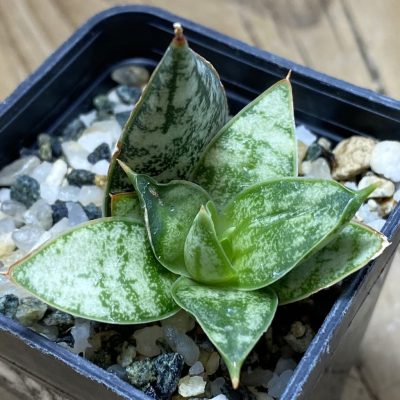 SH26300 Sansevieria ‘Margarita’