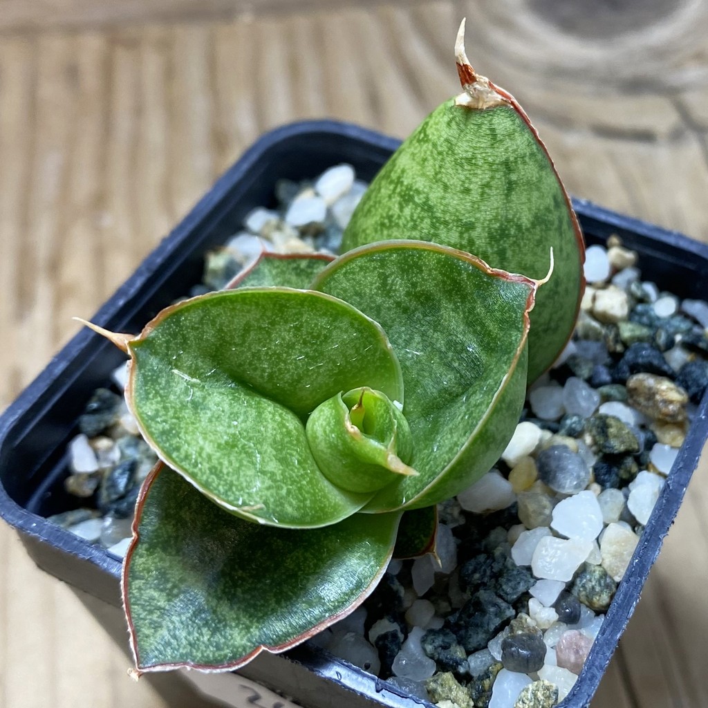 SH26301 Sansevieria ‘Apollo’