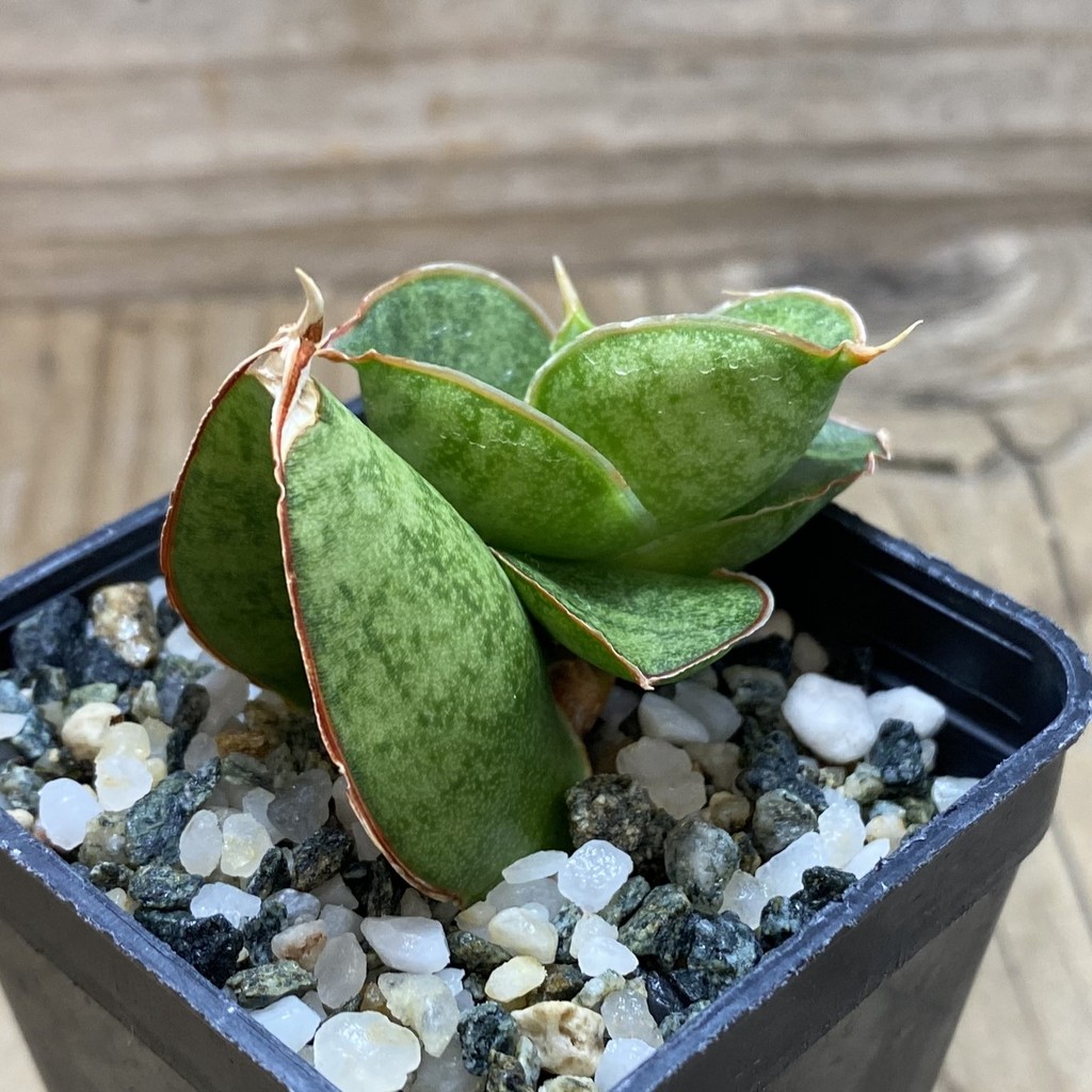 SH26301 Sansevieria ‘Apollo’ - Image 2