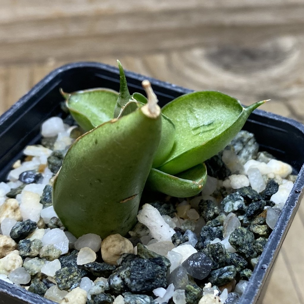 SH26304 Sansevieria ‘Ice man’ - Image 2