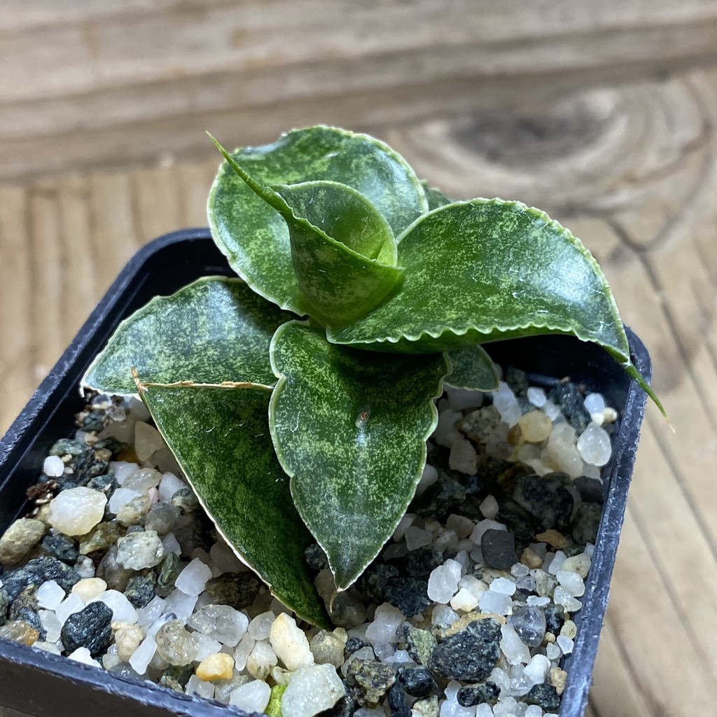 SH26305 Sansevieria 'Sindoro' - Image 2