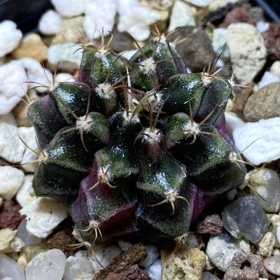 SH26306 Gymnocalycium mihanovichii ‘Bubble Gum’