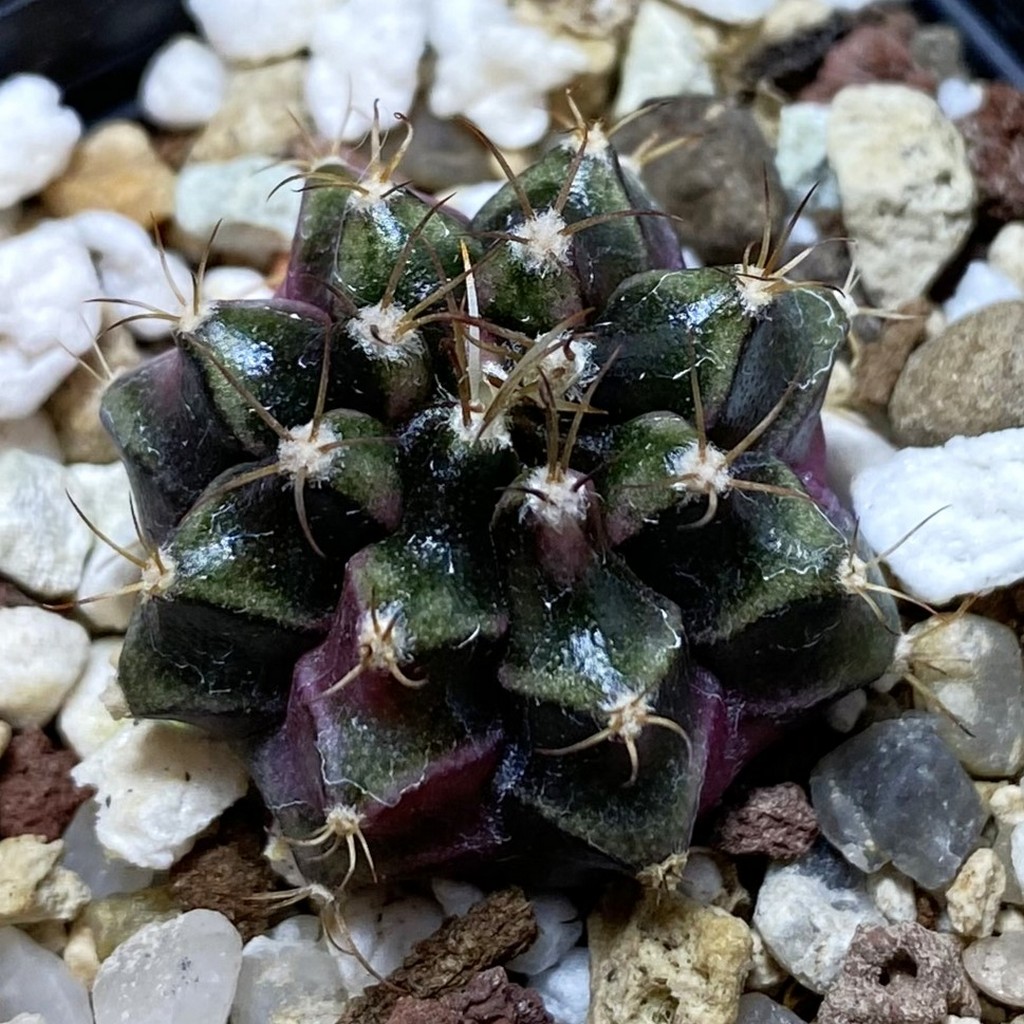 SH26306 Gymnocalycium mihanovichii ‘Bubble Gum’