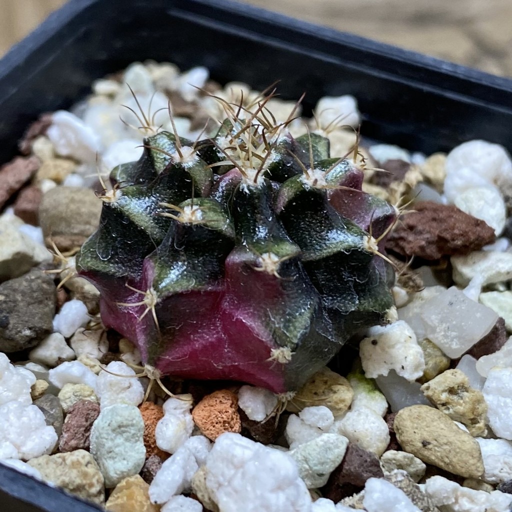 SH26306 Gymnocalycium mihanovichii ‘Bubble Gum’ - Image 2