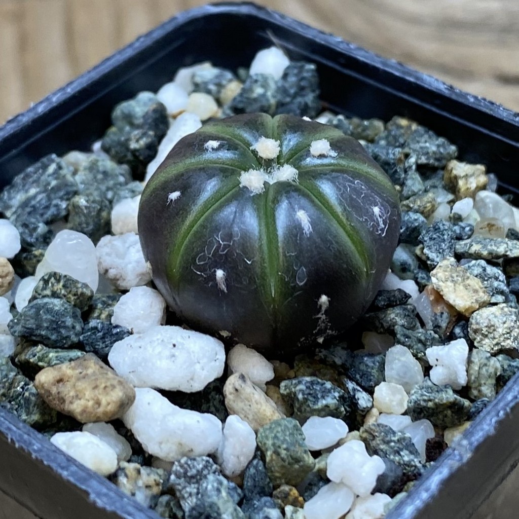 SH26307 Astrophytum asterias ‘Purple Skin’ - Image 2