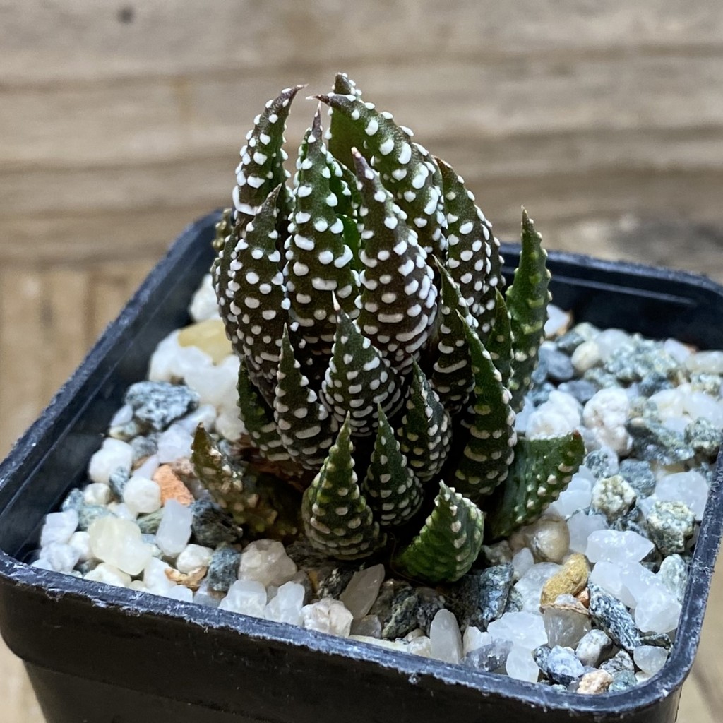 SH26316 Haworthia reinwardtii - Image 2