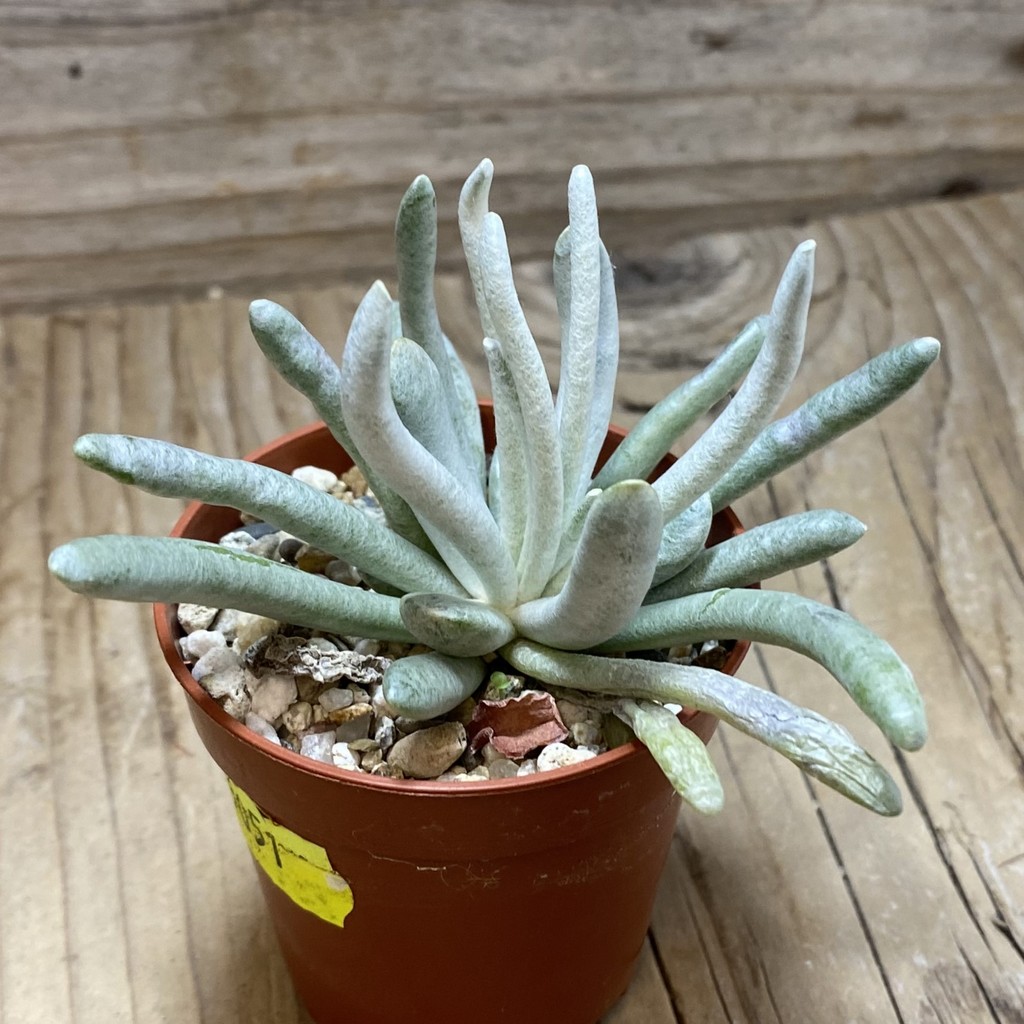 SH26319 Senecio scaposus - Image 2