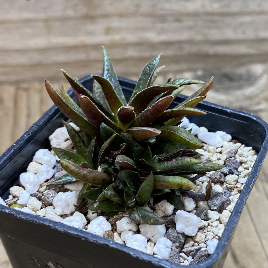 SH26320 Crassula rubicunda - Image 2