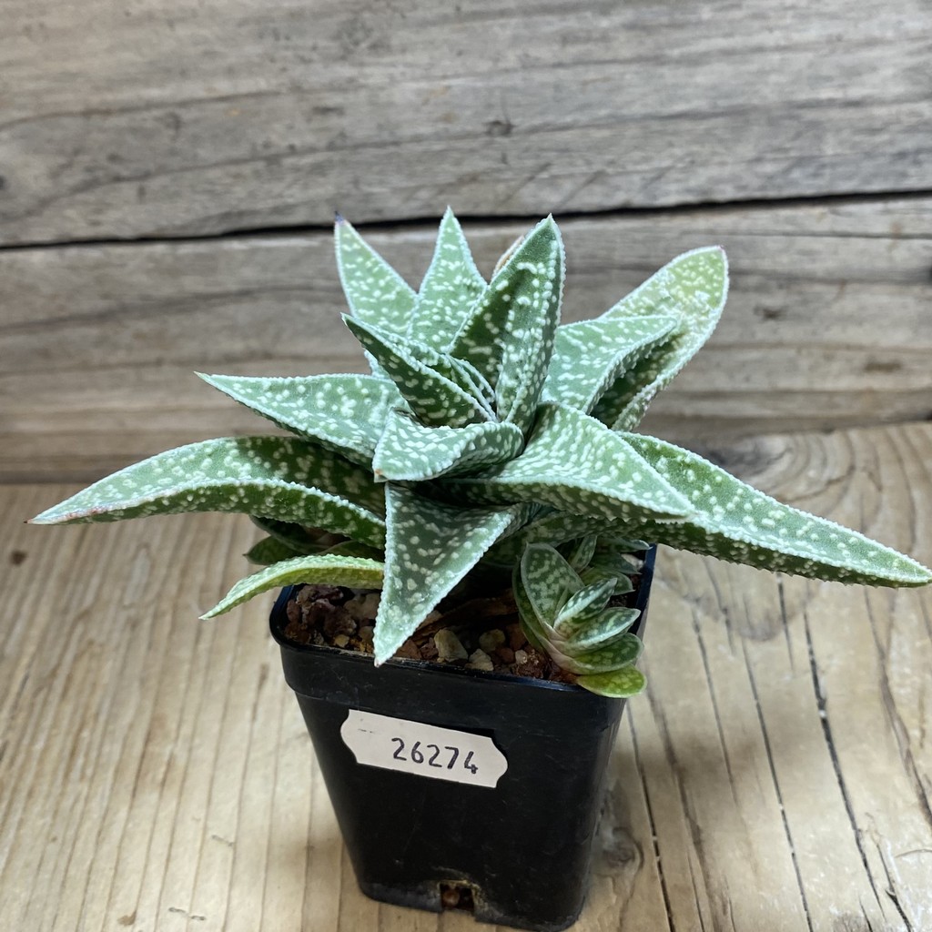 SH26274 Gasteraloe ‘Cocks Beauty’ - Image 2