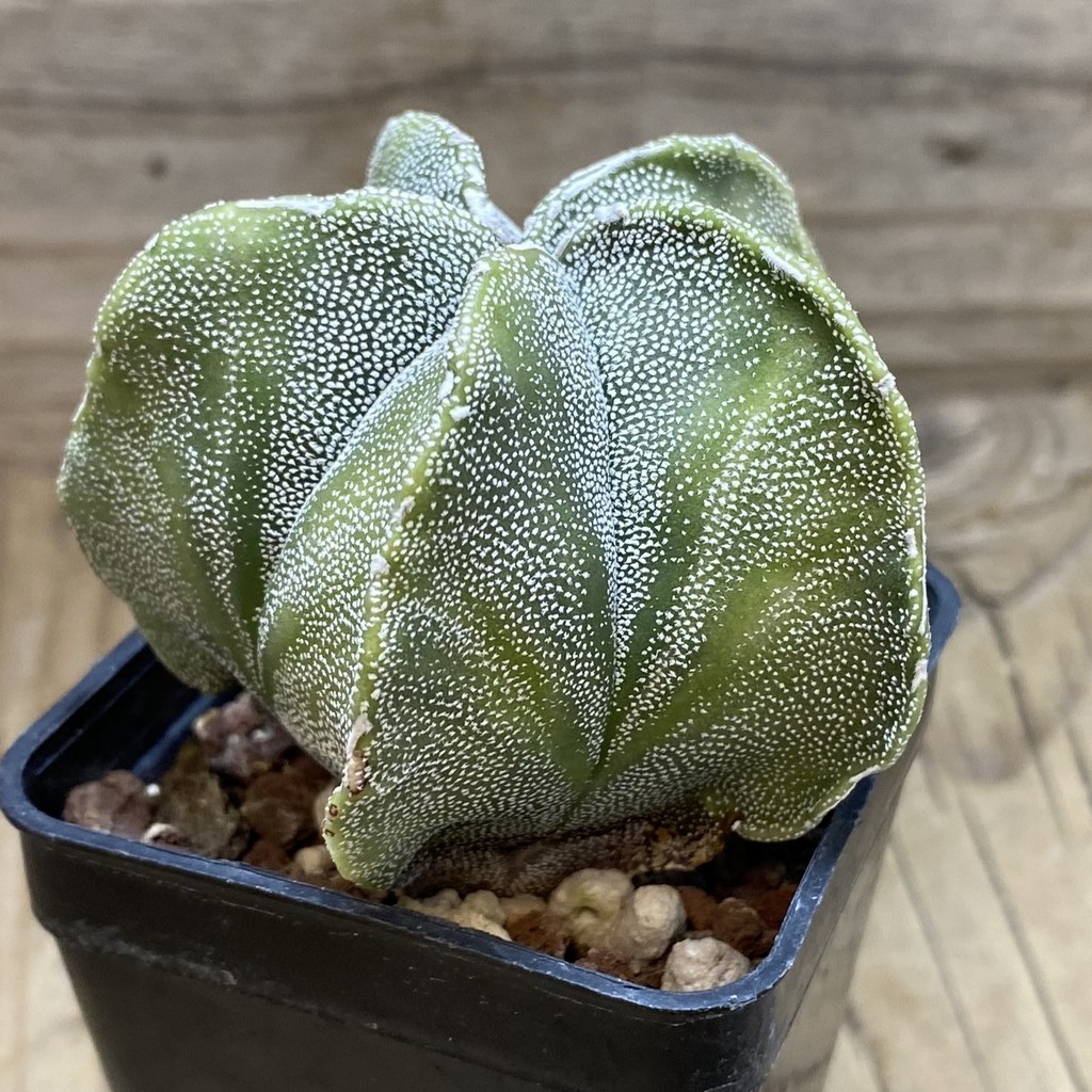 SH26278 Astrophytum myriostigma f. variegata? - Image 2