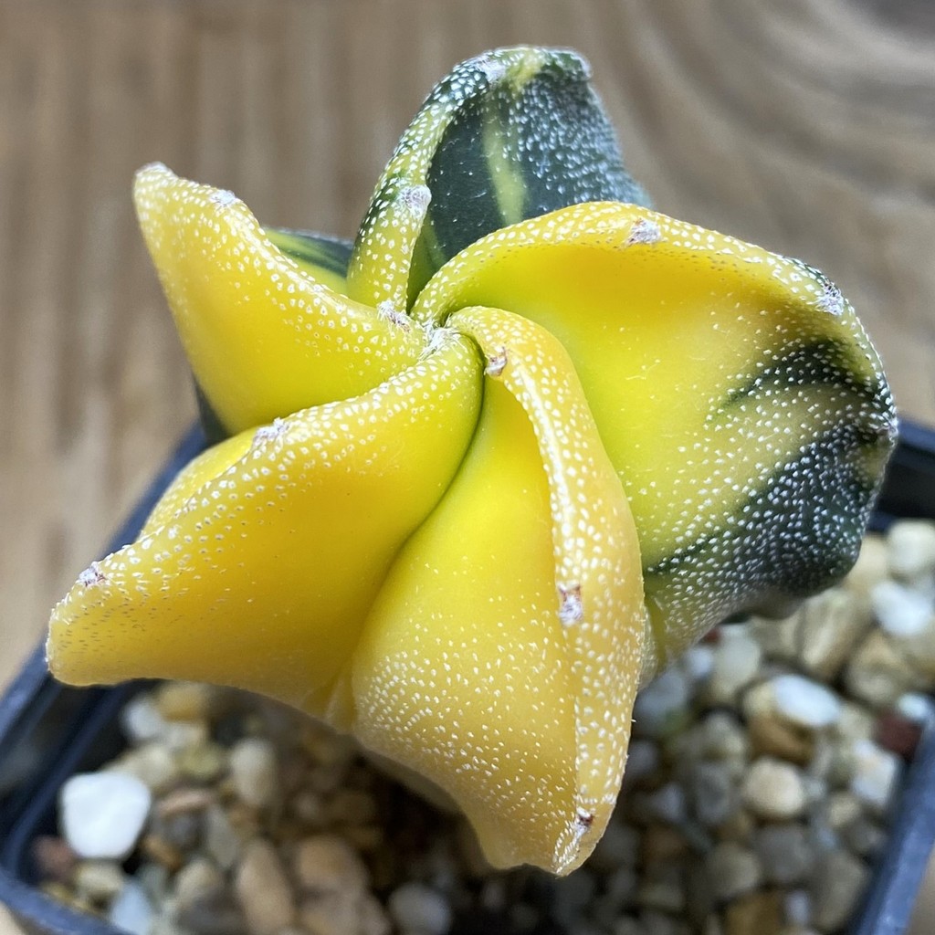 SH26279 Astrophytum myriostigma f. variegata