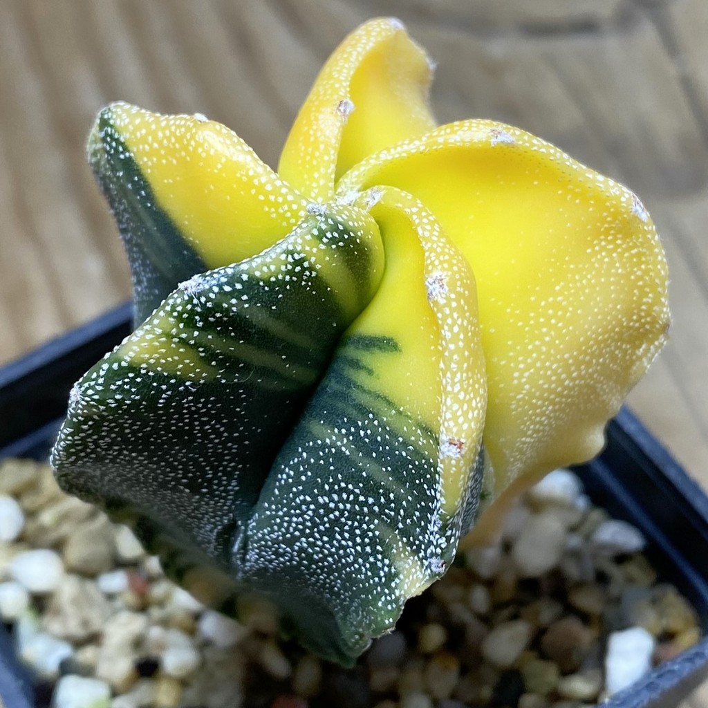 SH26279 Astrophytum myriostigma f. variegata - Image 2