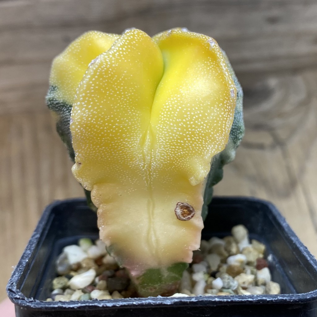 SH26279 Astrophytum myriostigma f. variegata - Image 3