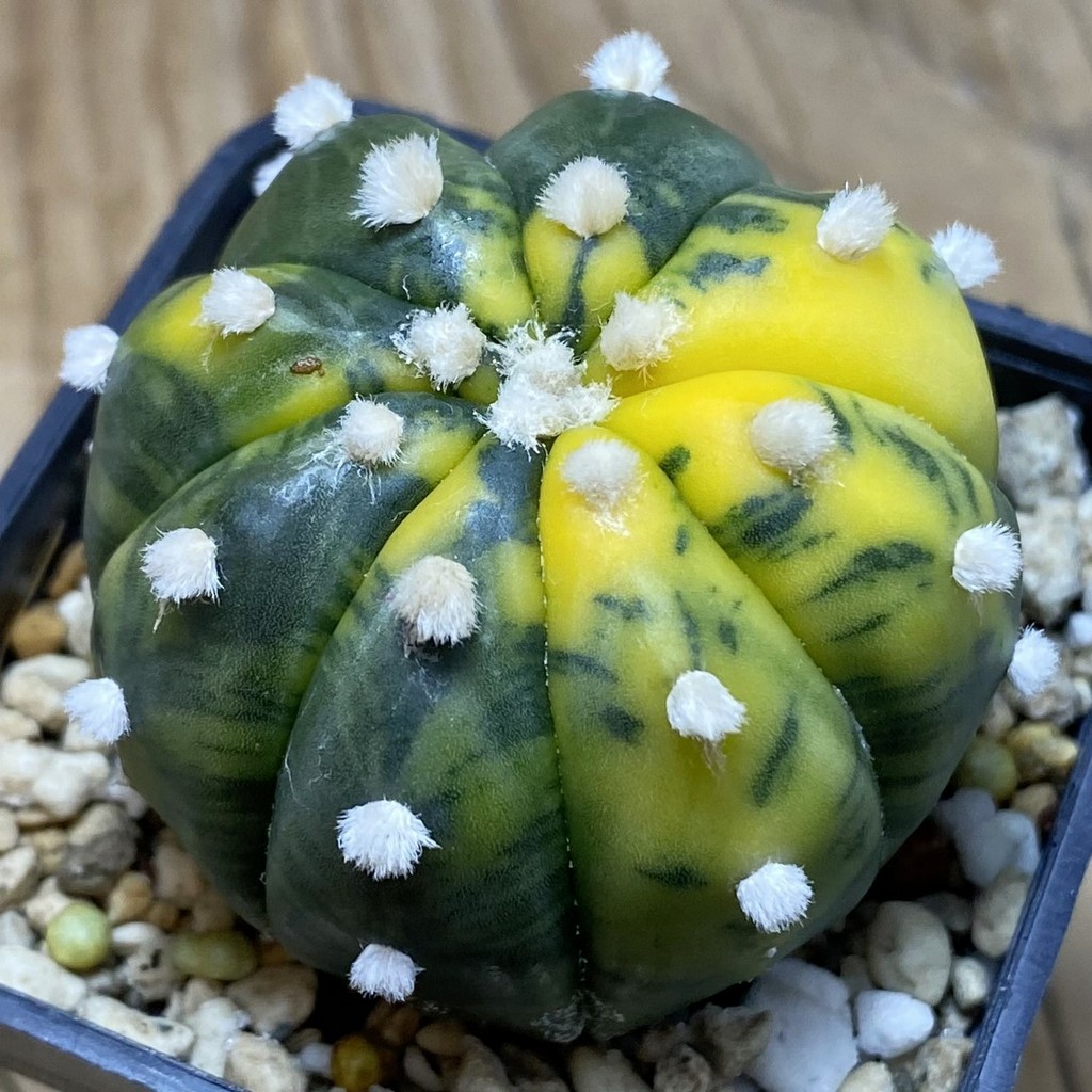 SH26281 Astrophytum asterias 'Ooibo' f. variegata