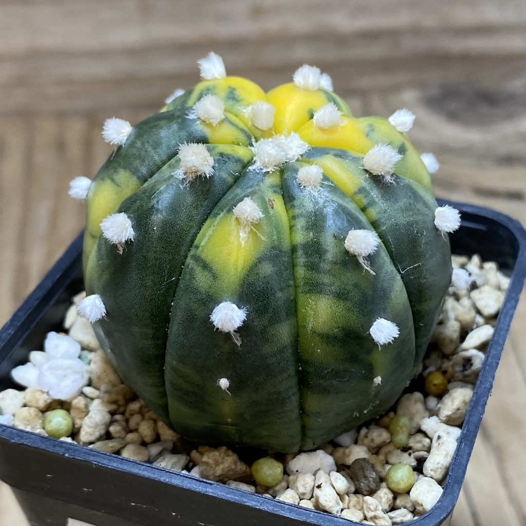 SH26281 Astrophytum asterias 'Ooibo' f. variegata - Image 2
