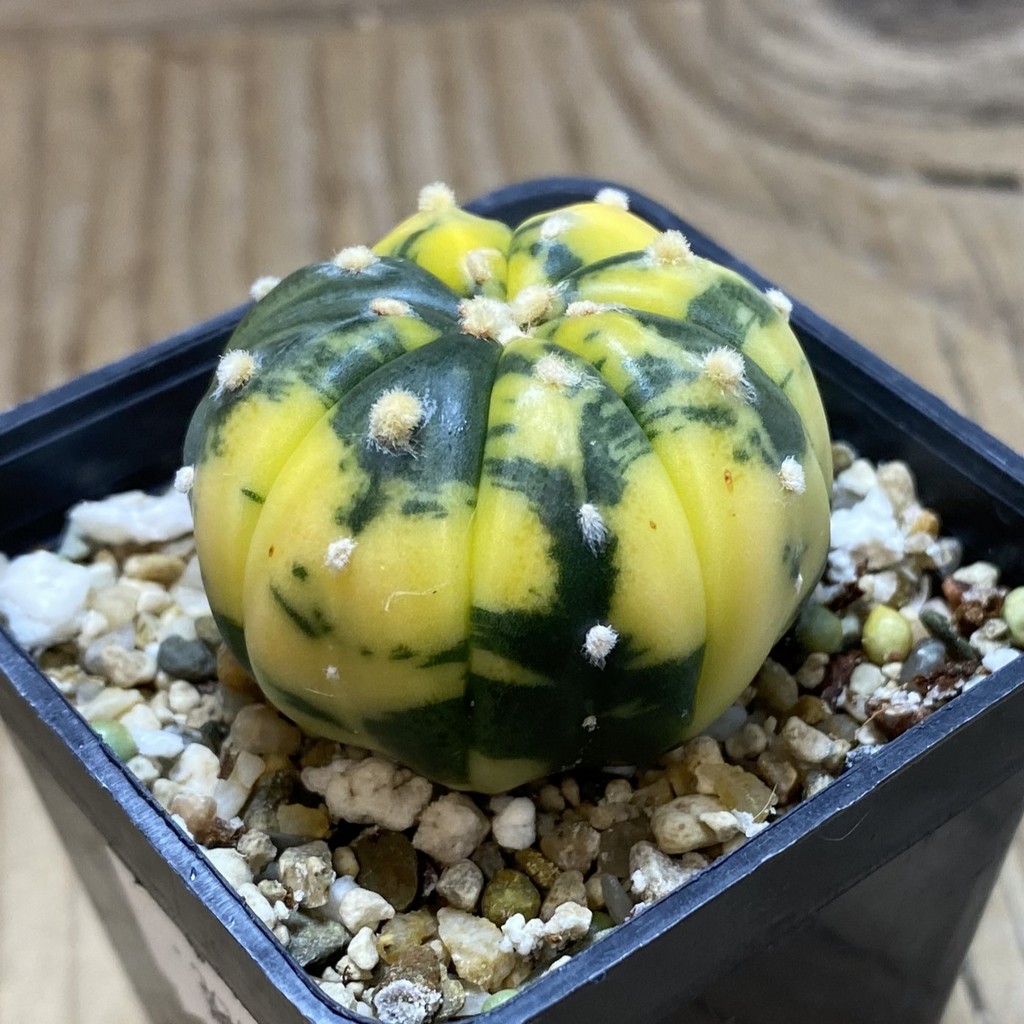 SH26282 Astrophytum asterias 'Ooibo' f. variegata - Image 2
