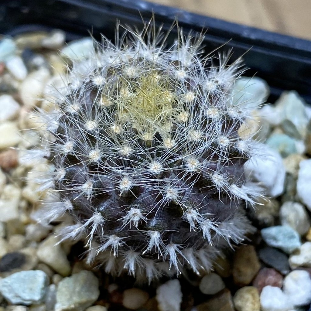 SH26286 Neoporteria villosa JA 13