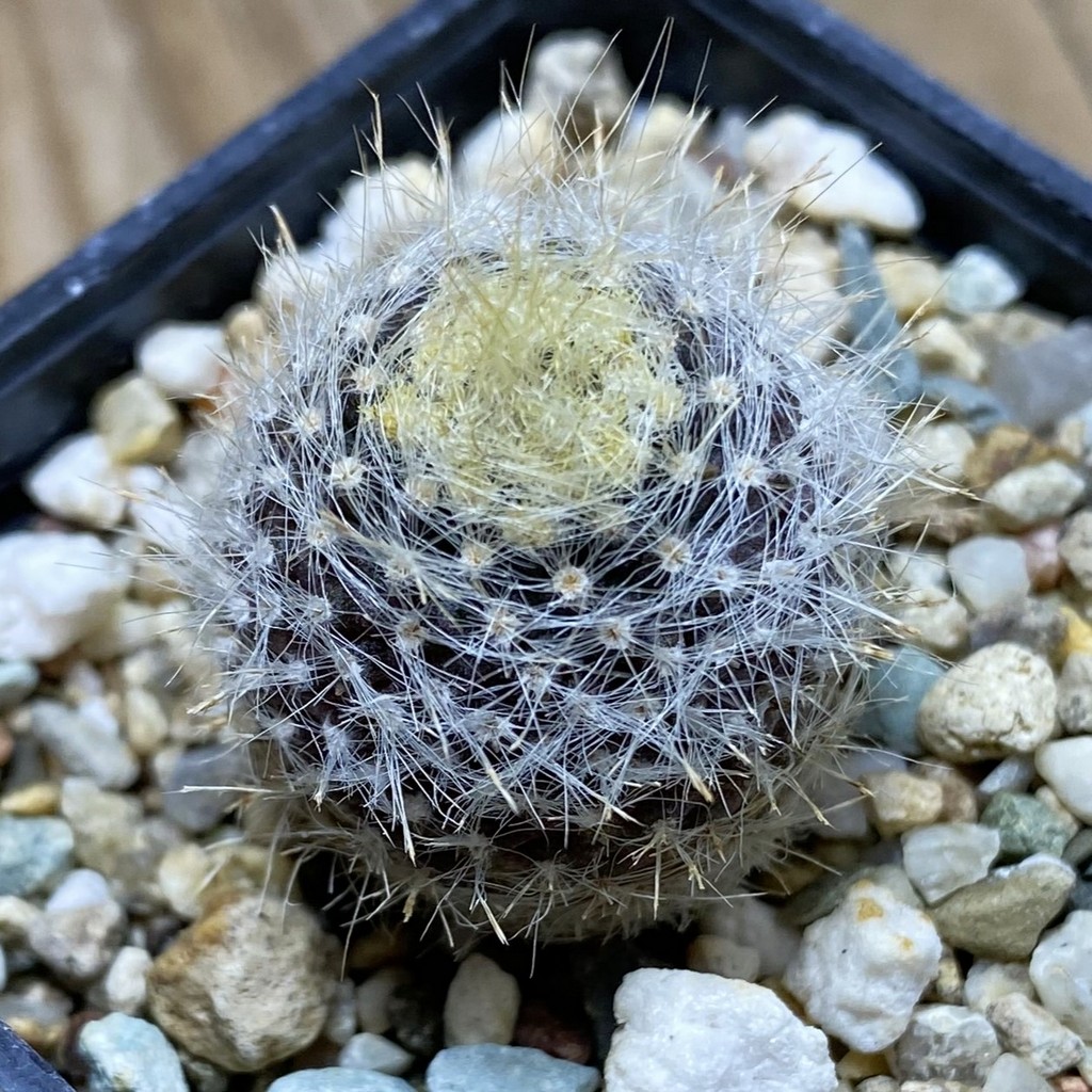 SH26287 Neoporteria villosa JA 13