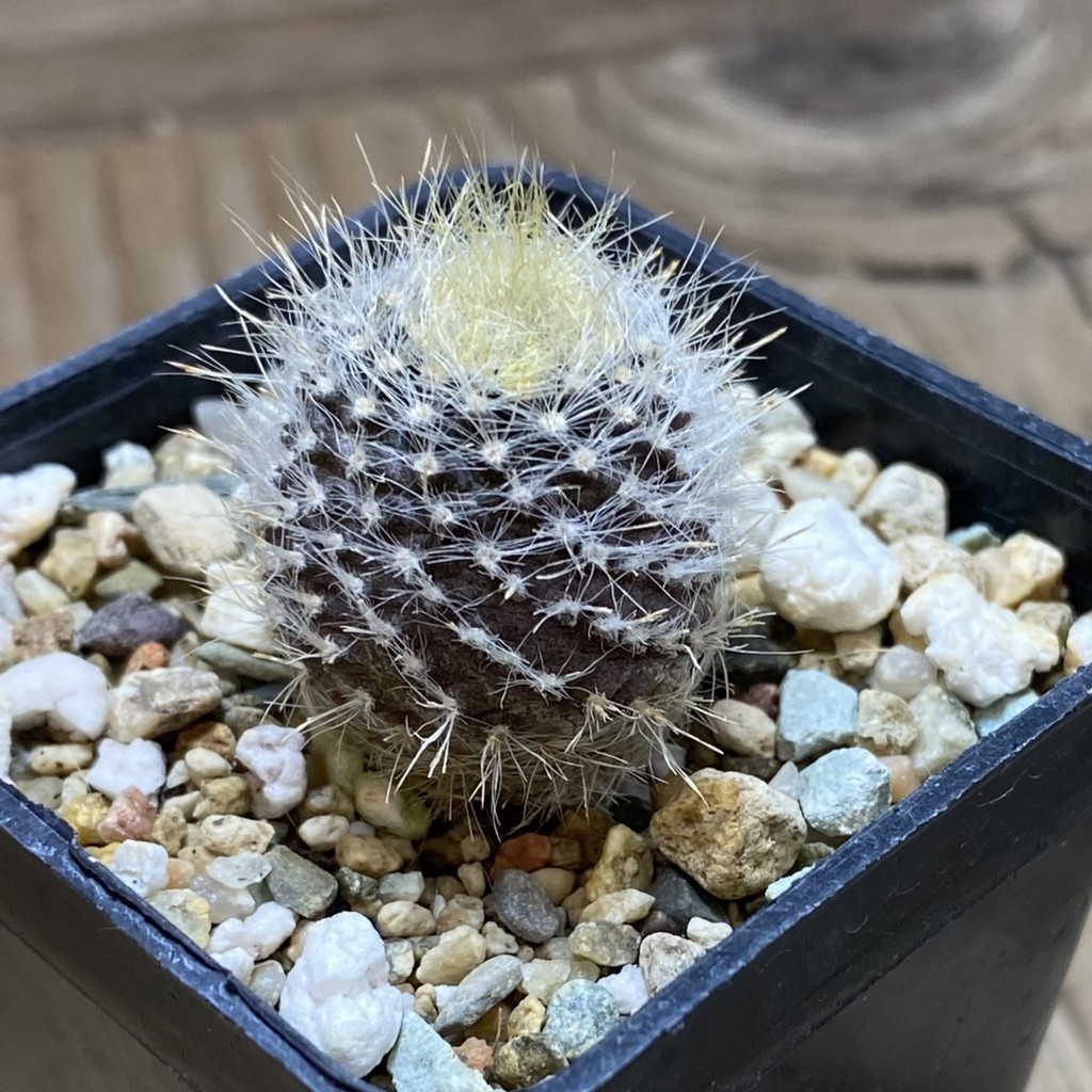 SH26287 Neoporteria villosa JA 13 - Image 2