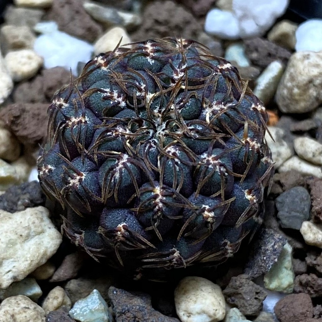 SH26288 Sulcorebutia callichroma HS 078