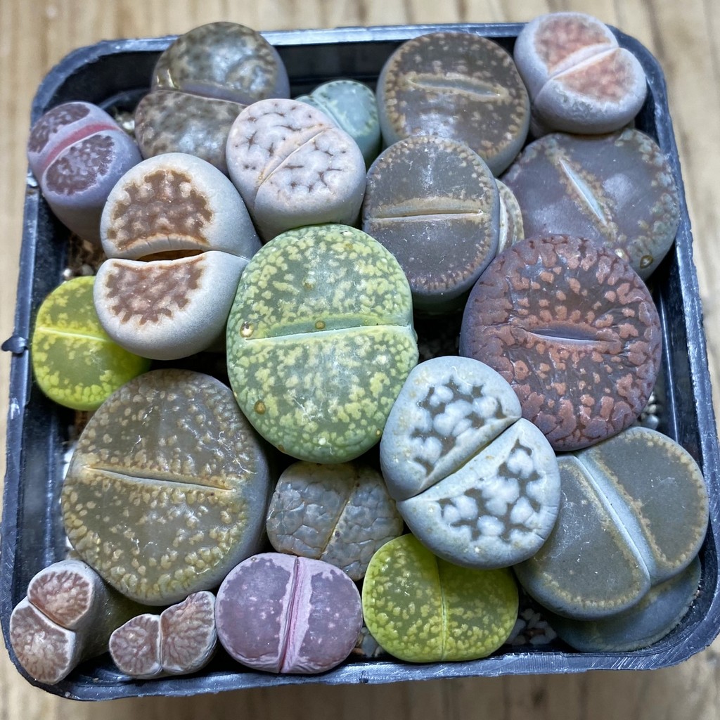 SH26261 Lithops mix