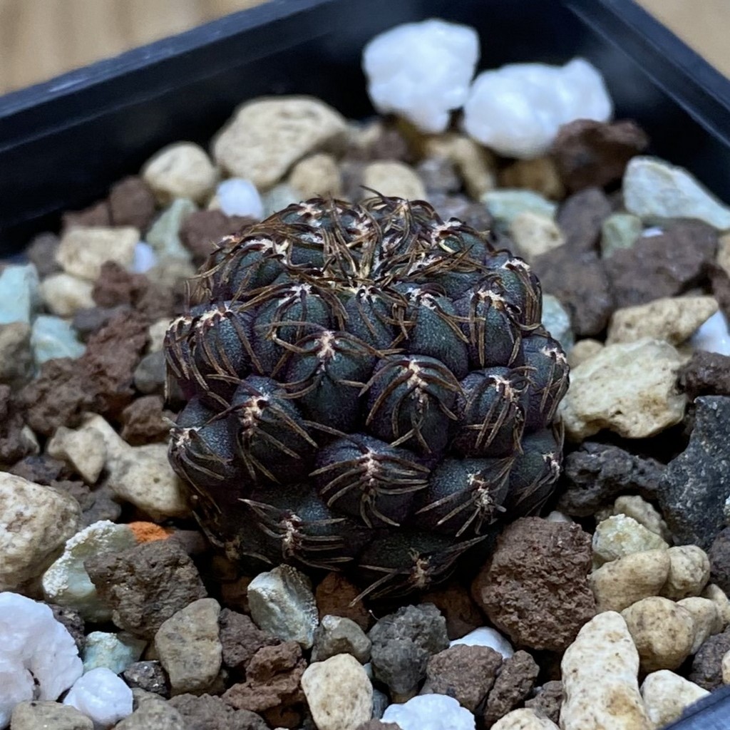 SH26288 Sulcorebutia callichroma HS 078 - Image 2