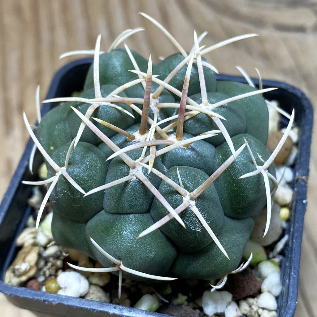 SH26289 Thelocactus hexaedrophorus -Rio Verde- 1100m