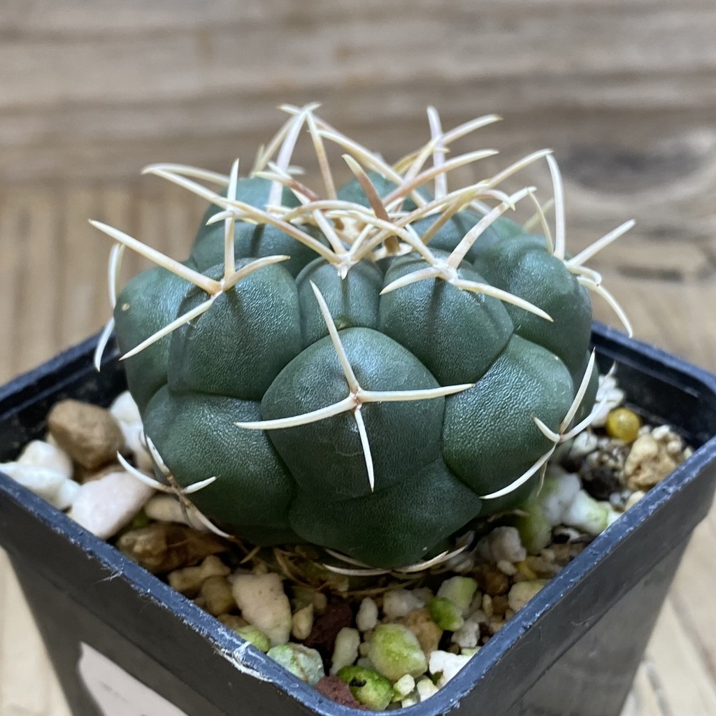 SH26289 Thelocactus hexaedrophorus -Rio Verde- 1100m - Image 2