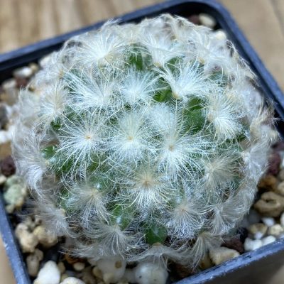 SH26290 Mammillaria plumosa