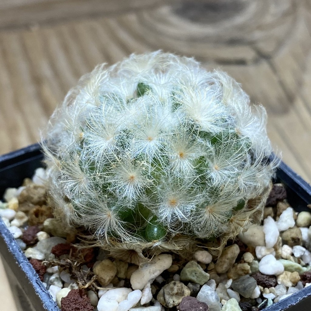 SH26290 Mammillaria plumosa - Image 2