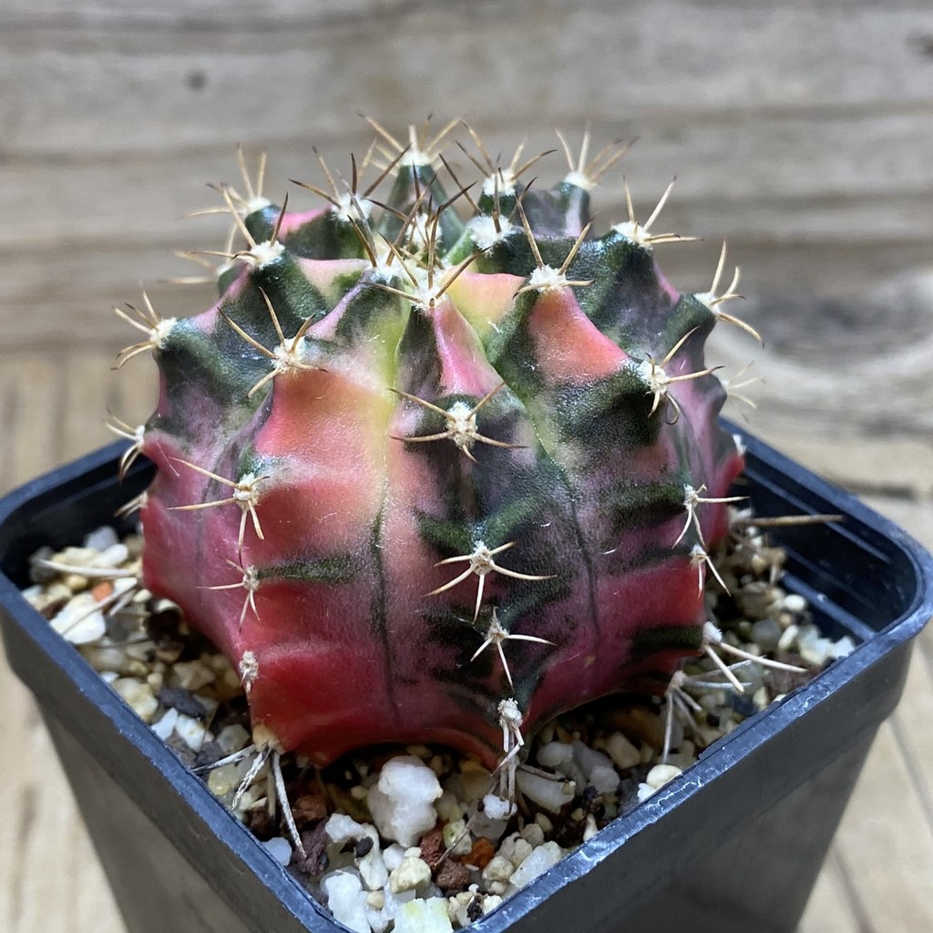 SH8946 Gymnocalycium mihanovichii 'Papaya' - Image 3