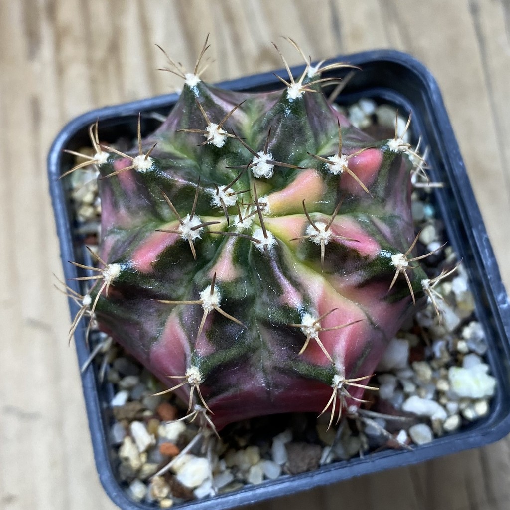 SH8946 Gymnocalycium mihanovichii 'Papaya' - Image 4