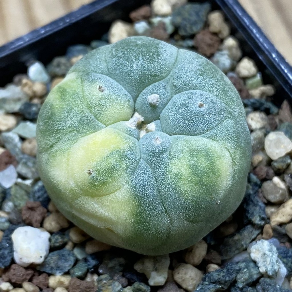 SH23733 Anhalonium frichii f. variegata