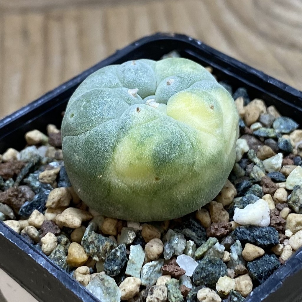 SH23733 Anhalonium frichii f. variegata - Image 2