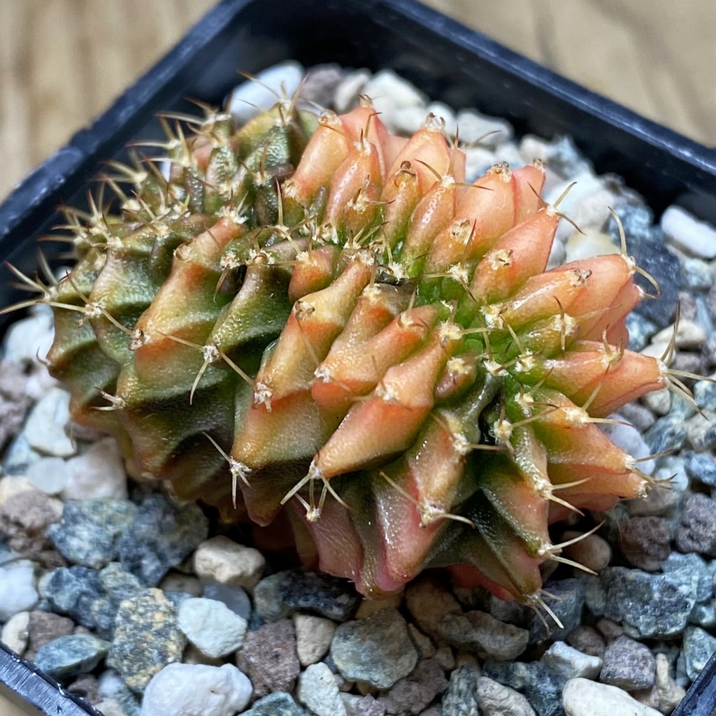SH23457 Gymnocalycium mihanovichii f. variegata cristata