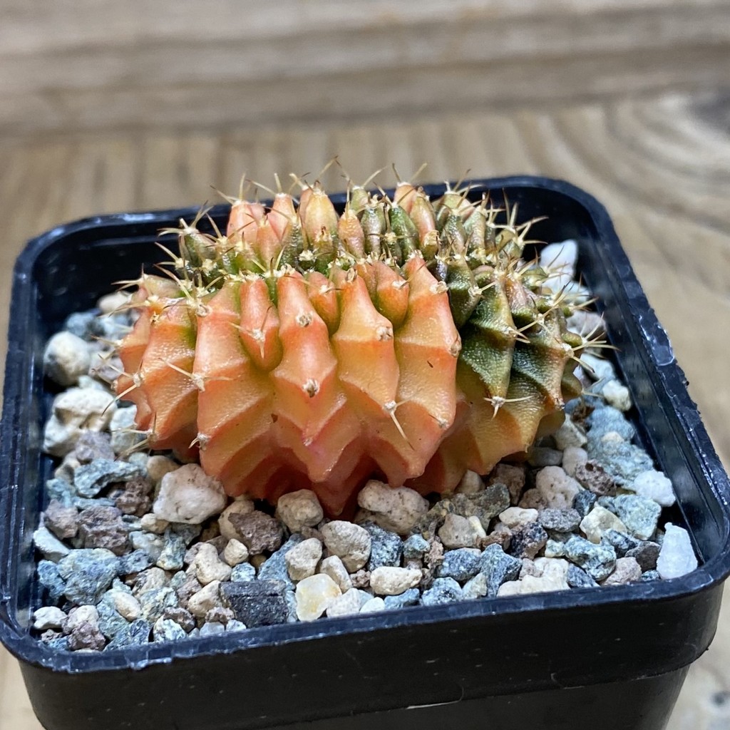 SH23457 Gymnocalycium mihanovichii f. variegata cristata - Image 2