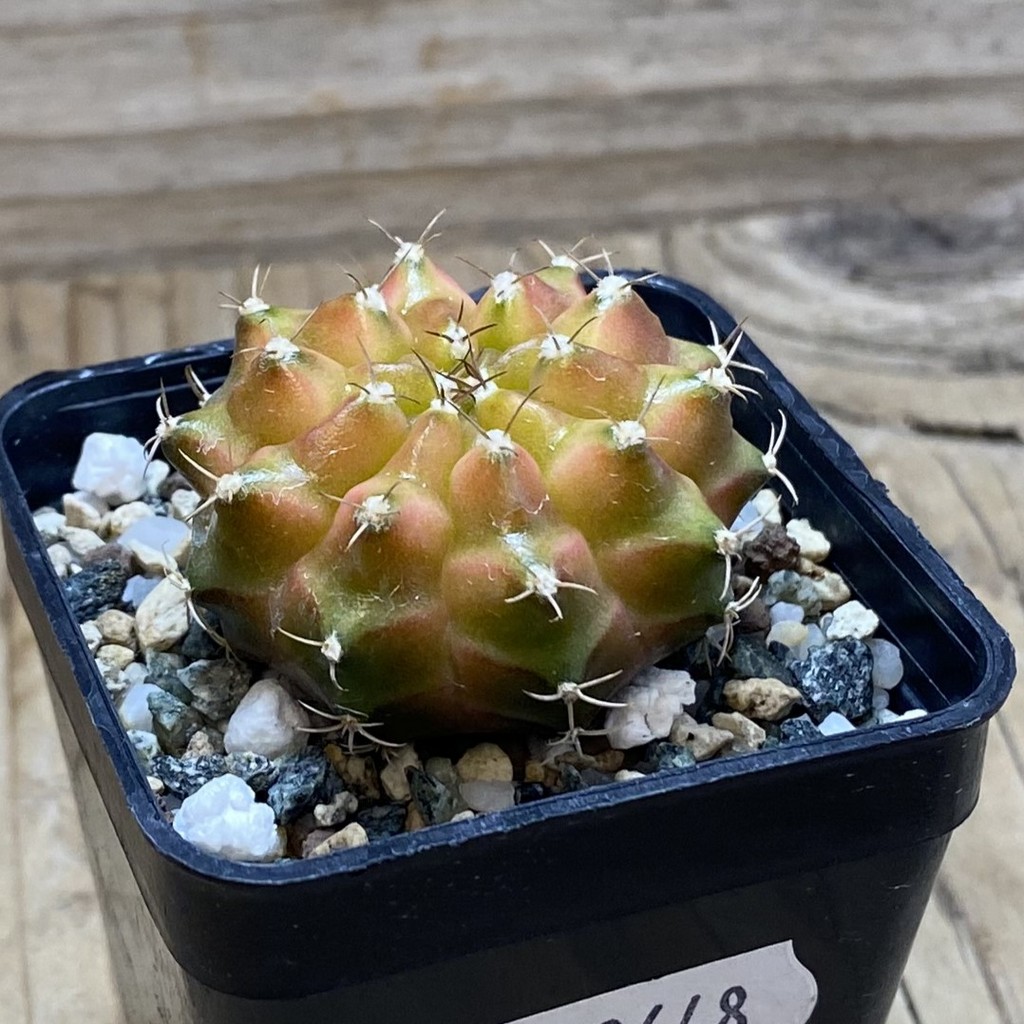 SH22648 Gymnocalycium mihanovichii ‘Neon’ hybrid - Image 2