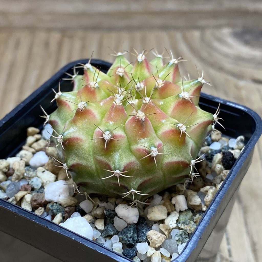 SH22500 Gymnocalycium mihanovichii ‘Neon’ hybrid - Image 2
