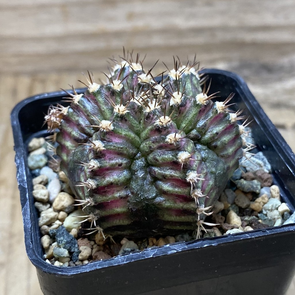SH24448 Gymnocalycium mihanovichii ‘T-Rex’, 6-ribs - Image 2