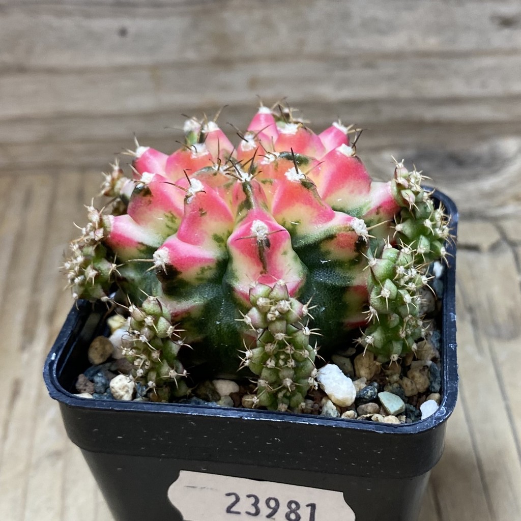 SH23981 Gymnocalycium mihanovichii ‘Multicolor’ - Image 2