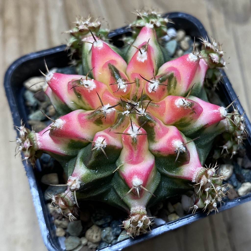 SH23981 Gymnocalycium mihanovichii ‘Multicolor’ - Image 3