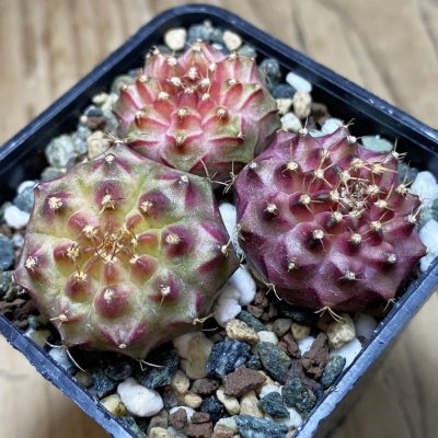 SH23784 Gymnocalycium mihanovichii 'Neon' hybrid, seedling mix