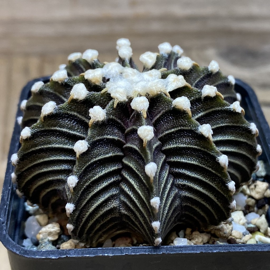 SH21719 Gymnocalycium friedrichii VOS1241 - Image 2