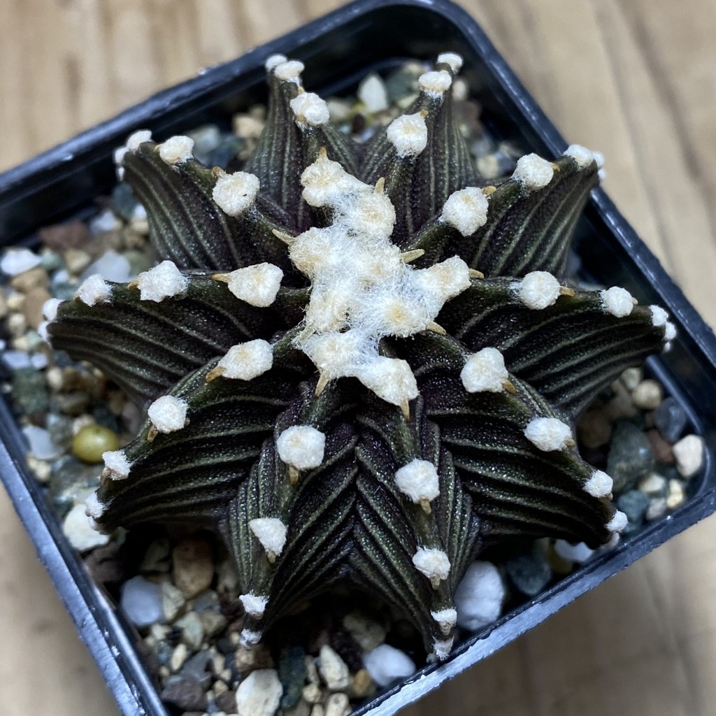 SH21719 Gymnocalycium friedrichii VOS1241 - Image 3