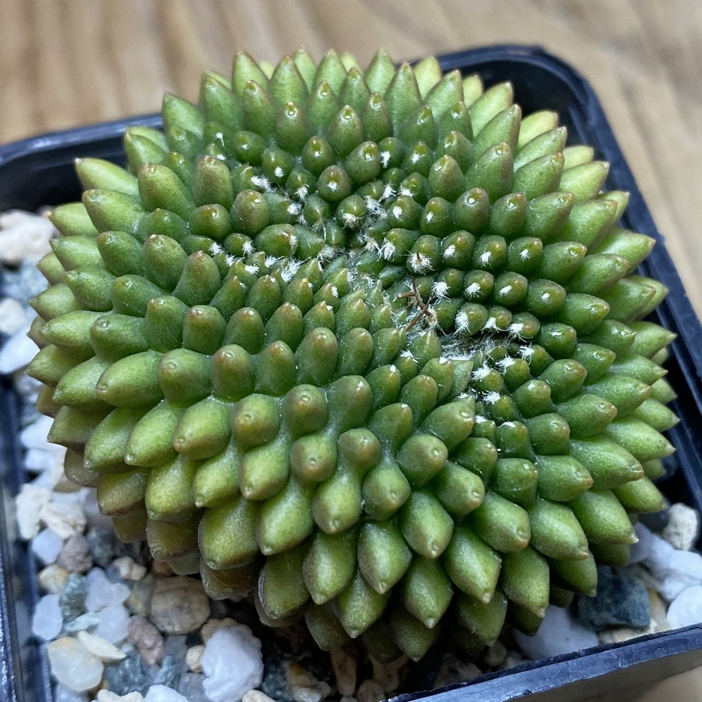 SH21714 Gymnocalycium mihanovichii ‘inermis’