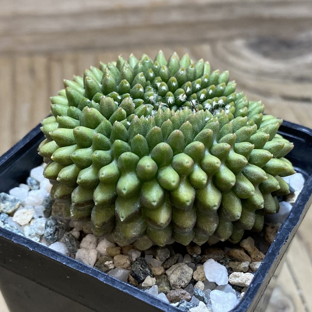 SH21714 Gymnocalycium mihanovichii ‘inermis’ - Image 2