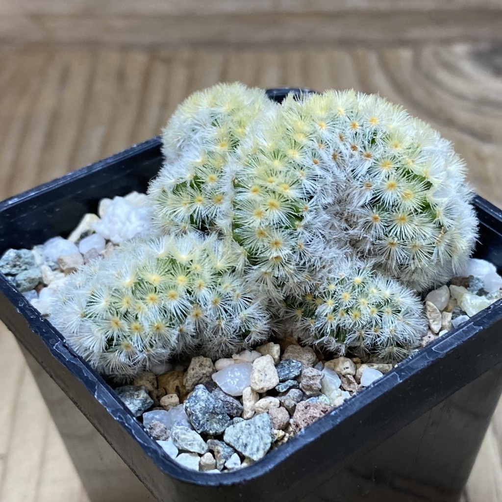 SH20458 Mammillaria carmenae f. cristata - Image 2