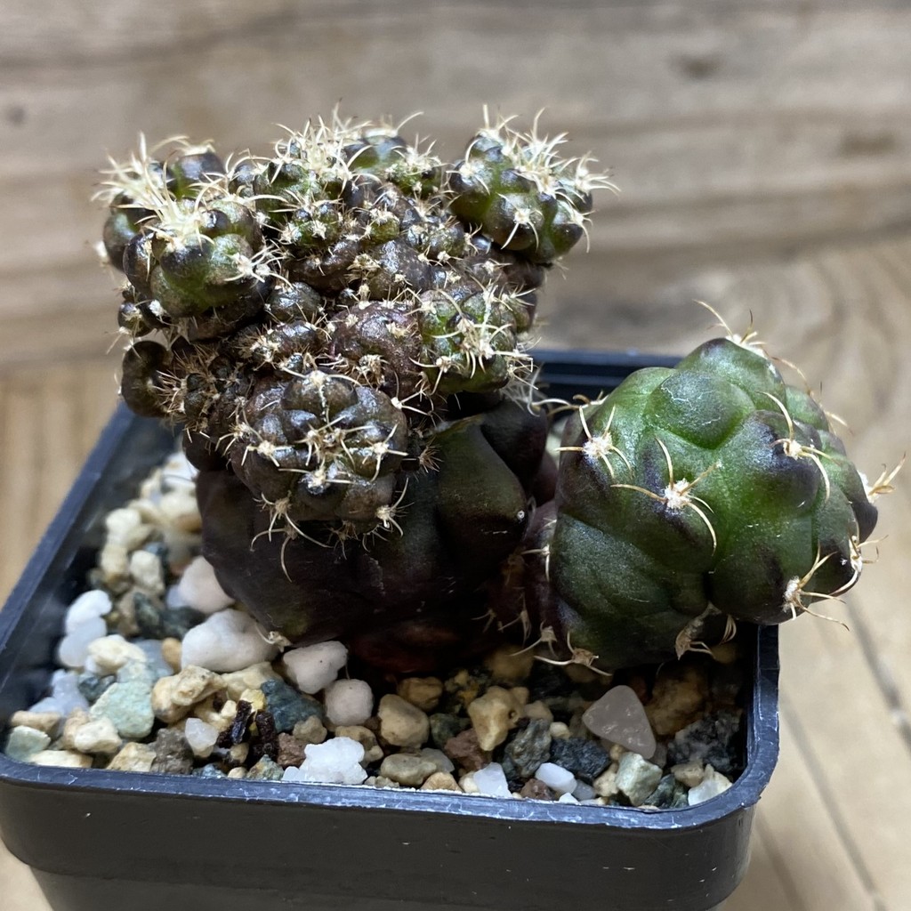 SH20181 Gymnocalycium mihanovichii ‘Cauliflower Coral’ - Image 2