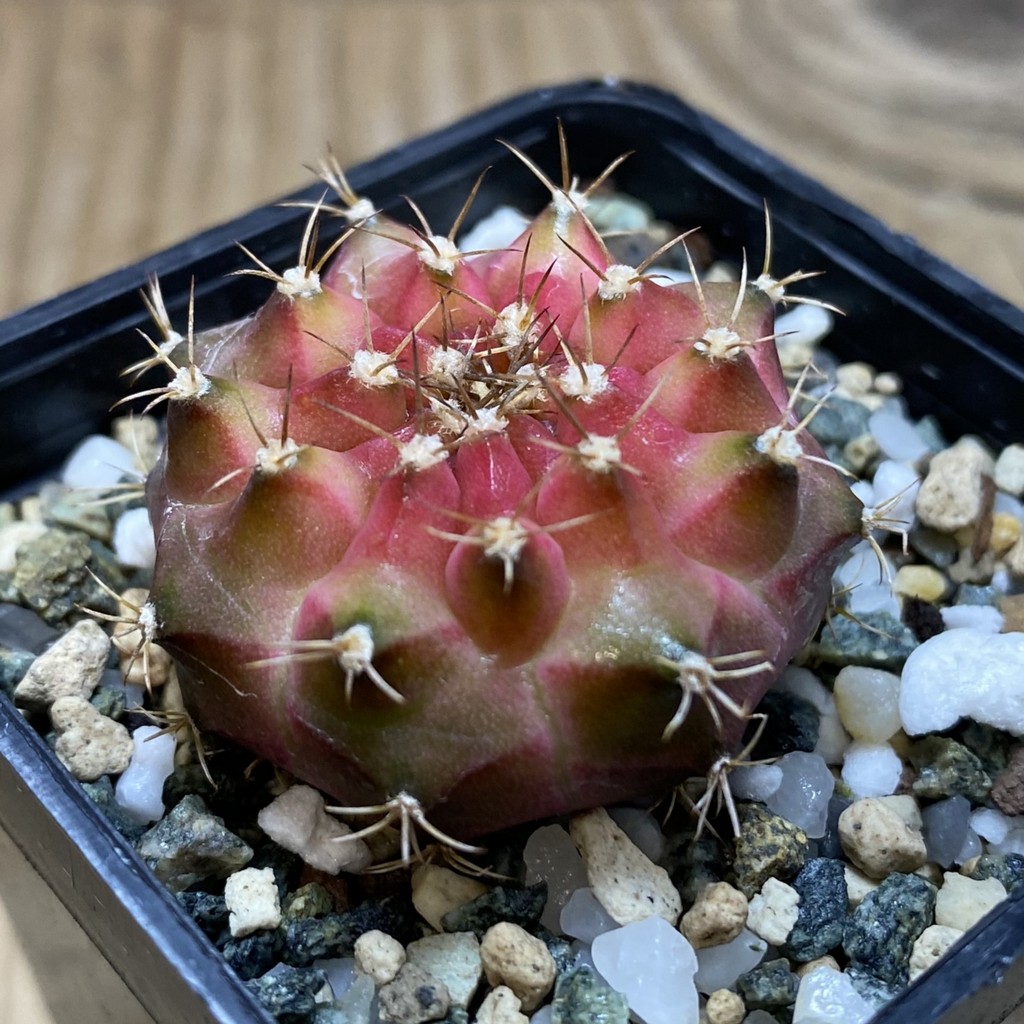 SH21954 Gymnocalycium mihanovichii ‘Neon’ hybrid - Image 2